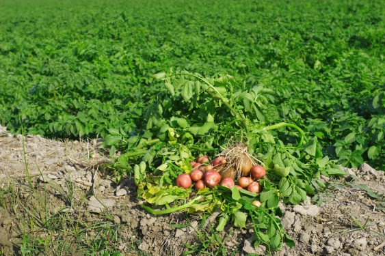 A view of potato farming with freshly harvested potatoes on the ground, in Okara, Punjab, Pakistan