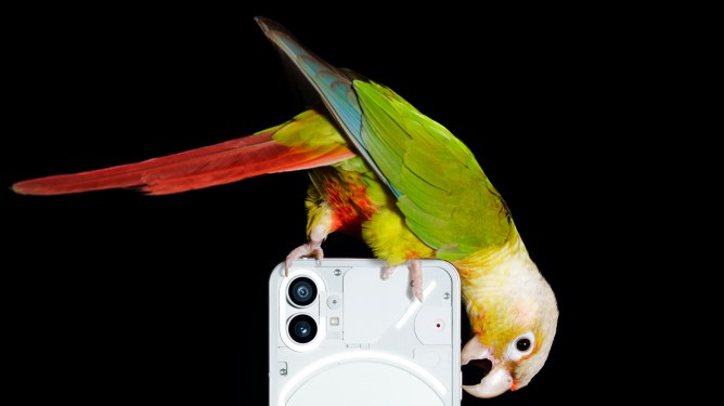 colorful bird perched on a smartphone