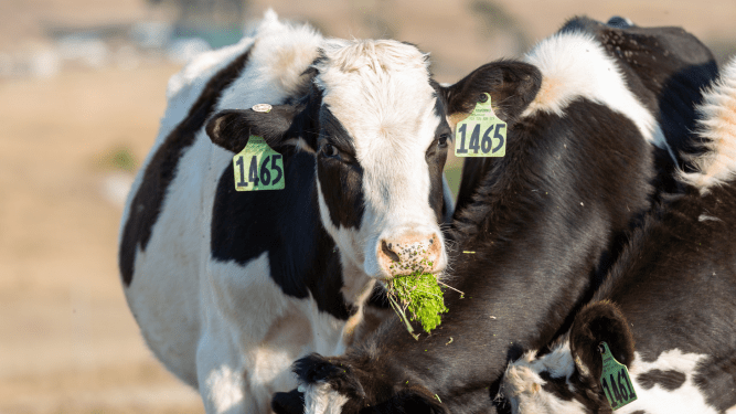 Fyto feed cows