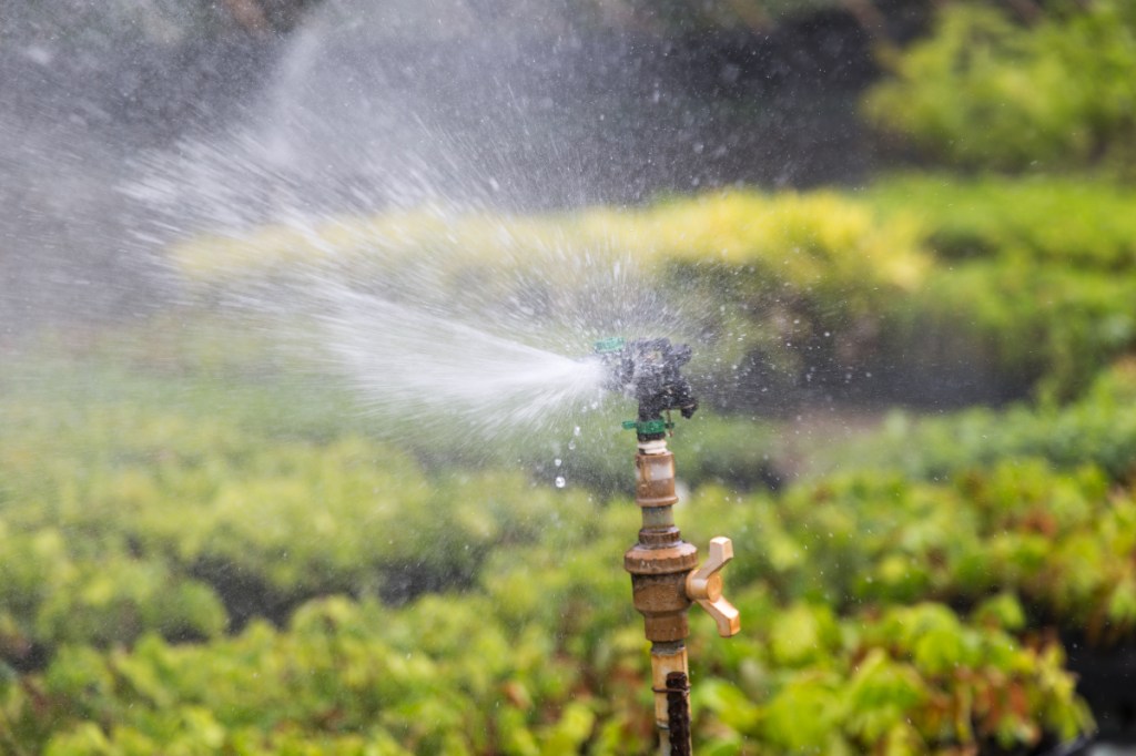 Sprinkler spraying water on crops