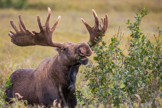 Bull moose feeds on alder plants