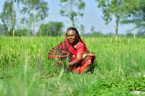 A farmer in India tends to her crops.
