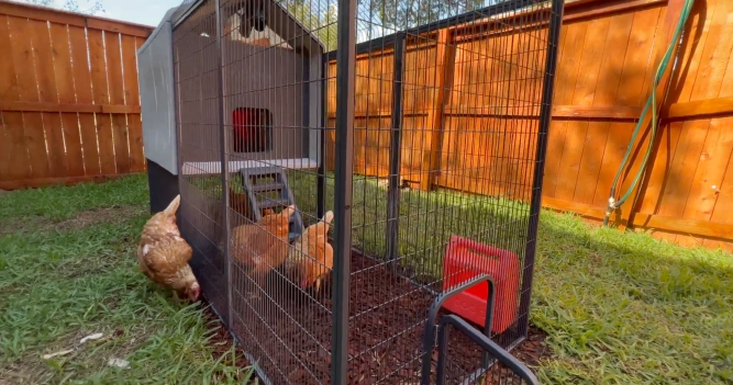 three chicken in and around a gray chicken coop