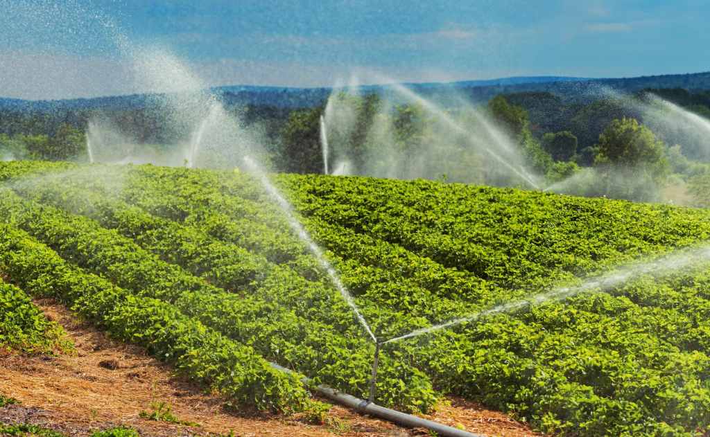 Sprinklers irrigate strawberry plants.
